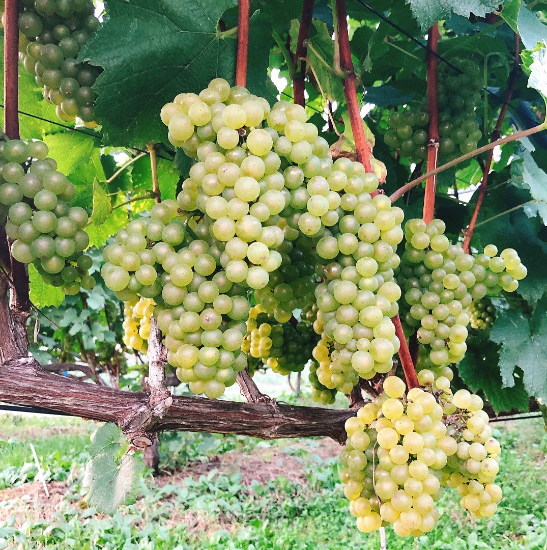 八戸ワインメルロー | RABオンラインショップ